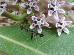 Geina tenuidactylus