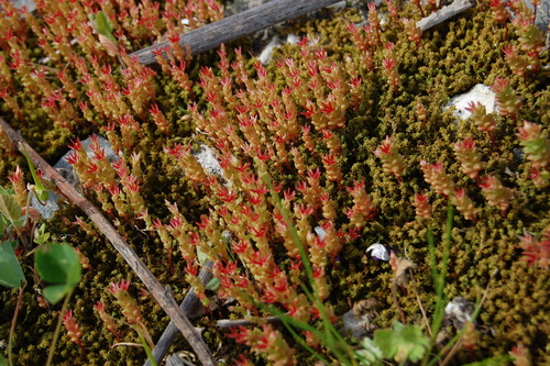 Sedum cespitosum