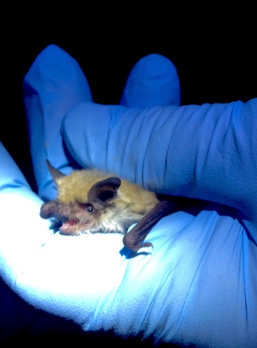 Myotis californicus