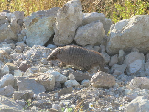 Chaetophractus villosus