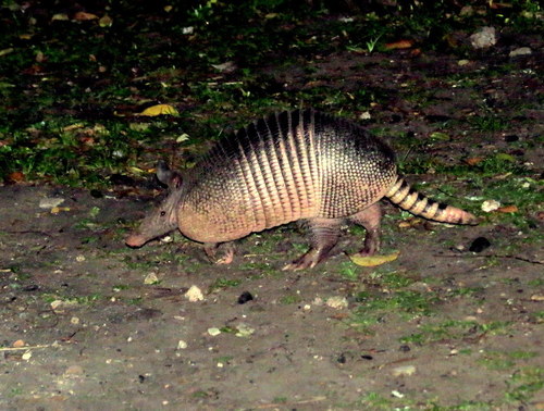 Dasypus novemcinctus