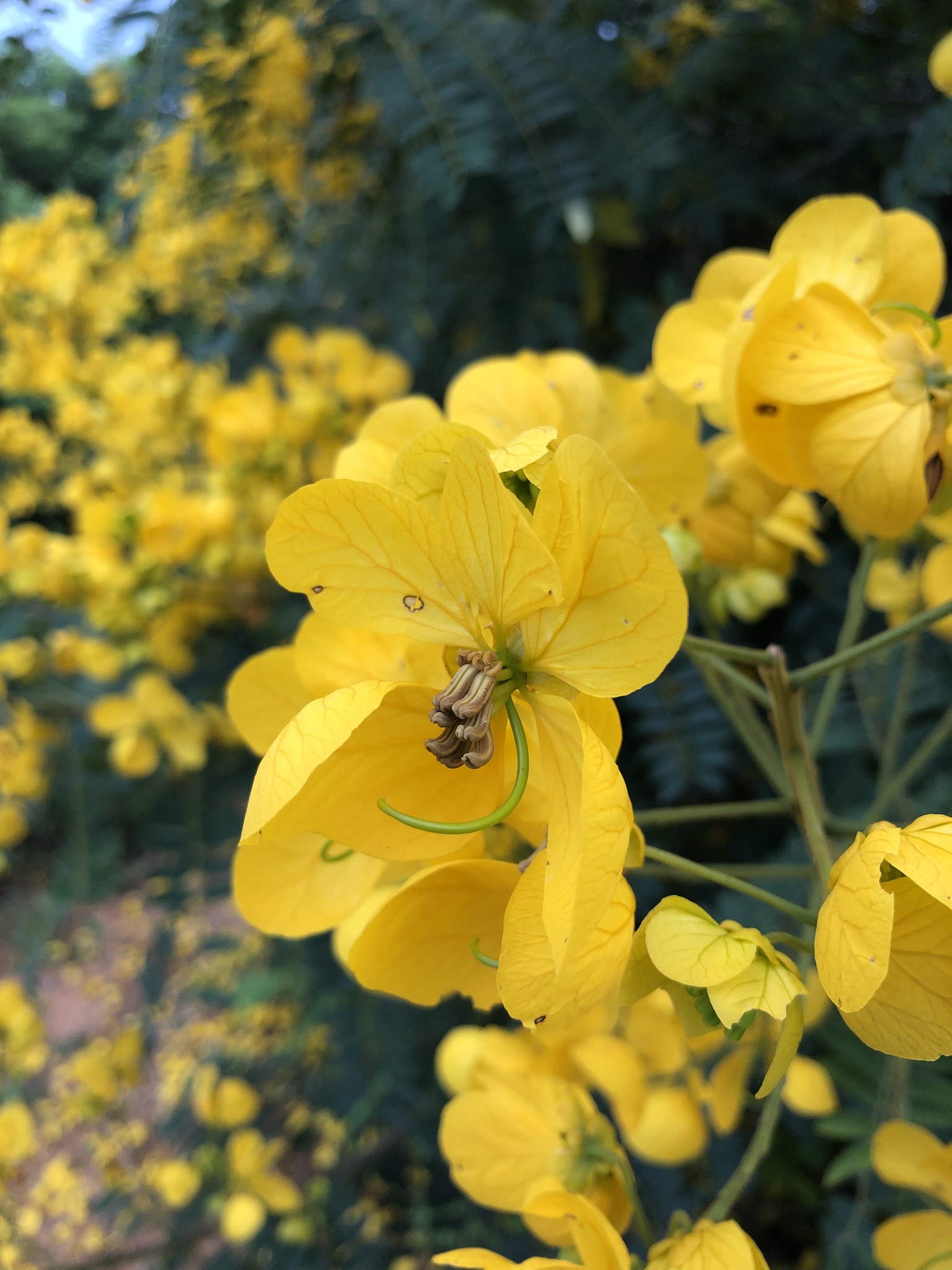 Senna spectabilis
