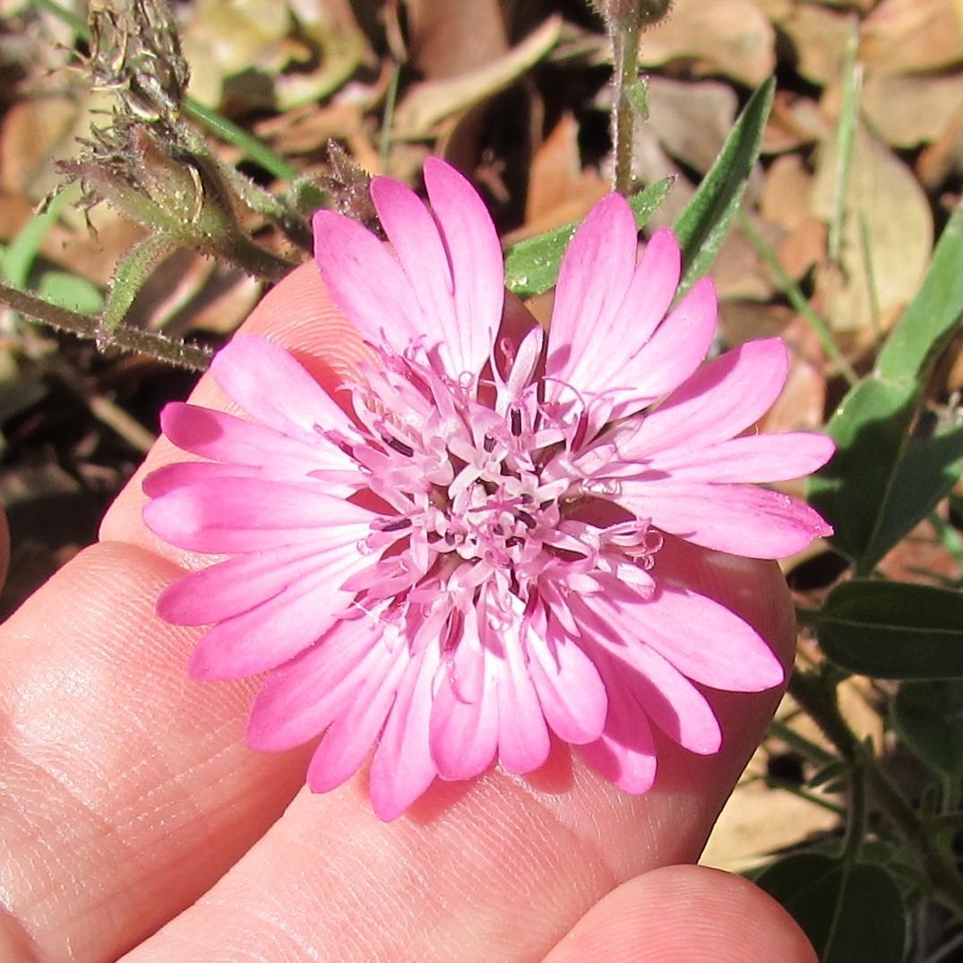 Palafoxia hookeriana