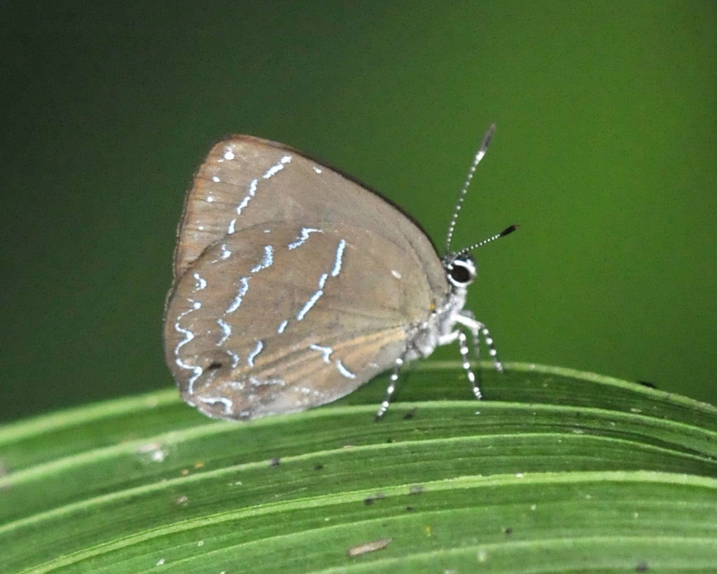 Timaeta timaeus