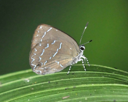 Timaeta timaeus