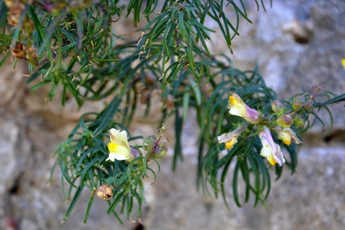 Antirrhinum siculum (Antirrhinum siculum)