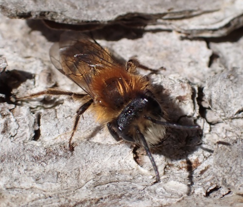 Tawny Mining Bee, Nieuwe Tiend, Udenhout, North Brabant, NL, photo 9 of 10