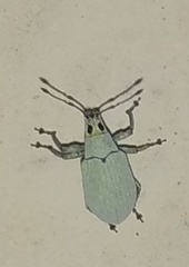 Myllocerina