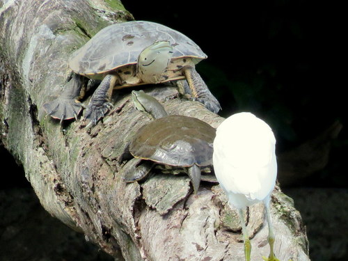Phrynops hilarii