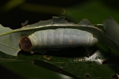 Seseria formosana