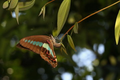 Graphium sarpedon connectens