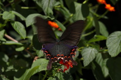 Papilio bianor thrasymedes