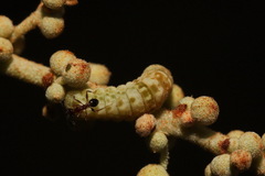 Megisba malaya sikkima