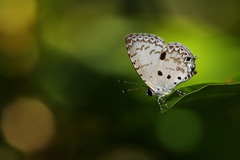 Megisba malaya sikkima