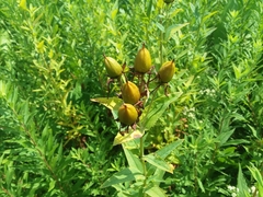 Hypericum ascyron pyramidatum