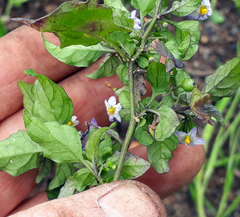Solanum opacum