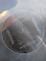 Aphodius