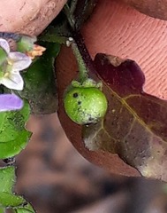 Solanum opacum