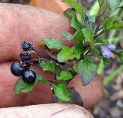Solanum opacum