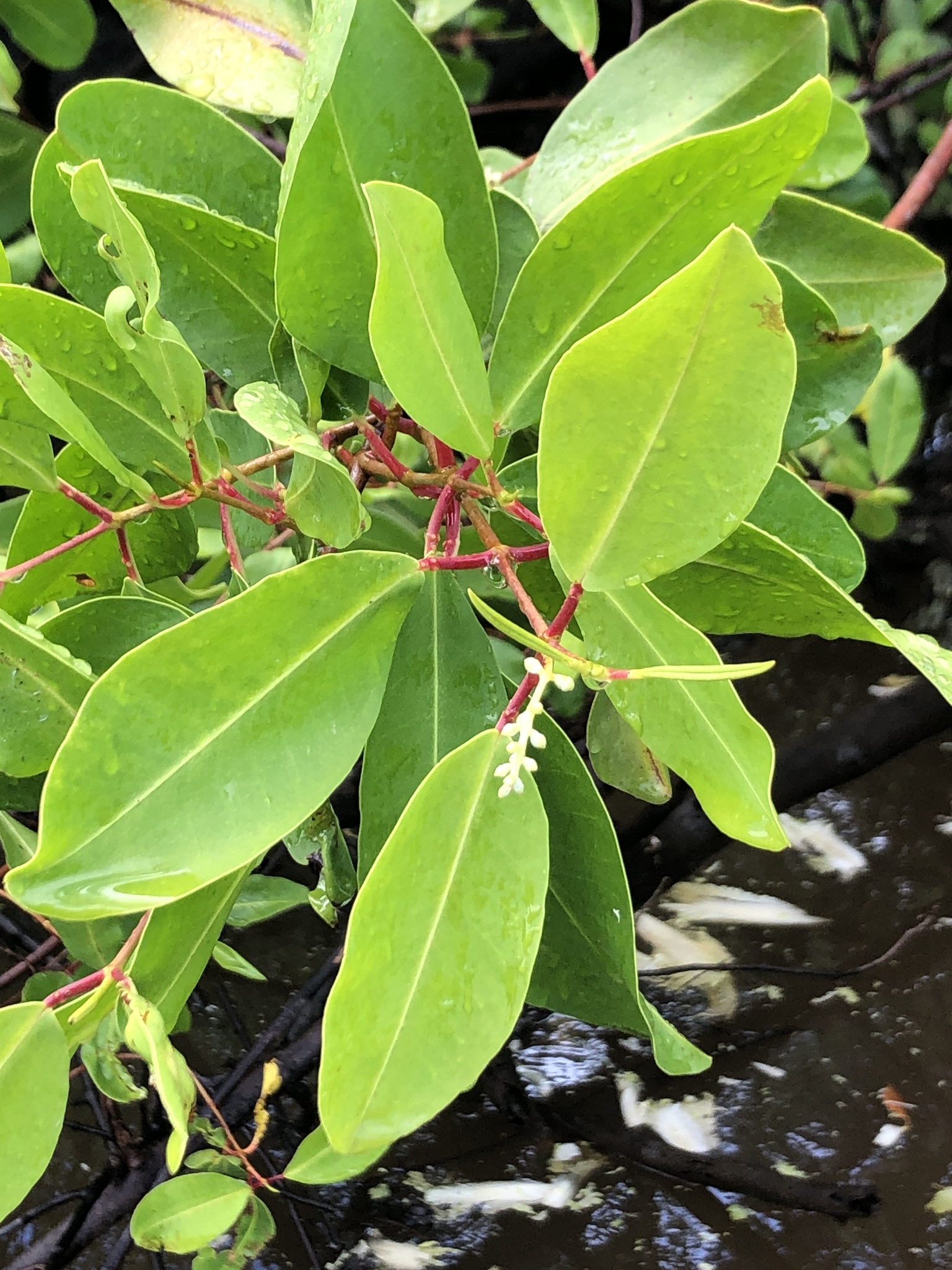 Laguncularia racemosa