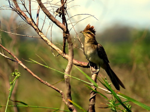 Tapera naevia