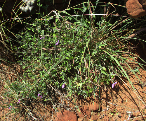 Dicliptera transvaalensis image