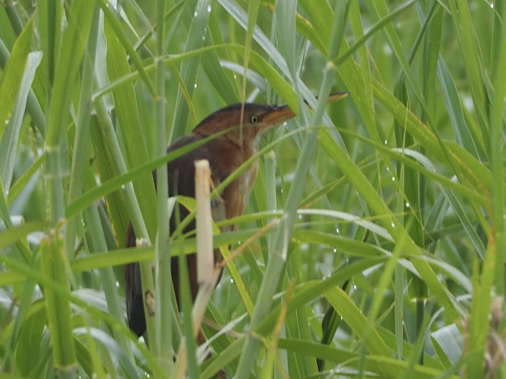 Least Bittern