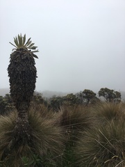 Espeletia hartwegiana