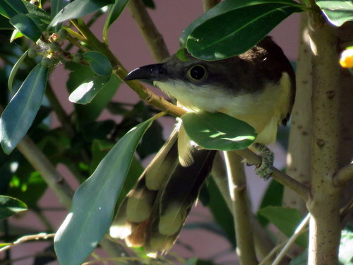 Coccyzus melacoryphus