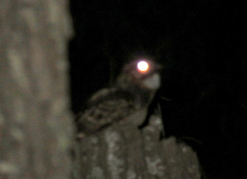 Setopagis parvula