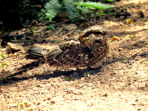 Hydropsalis torquata