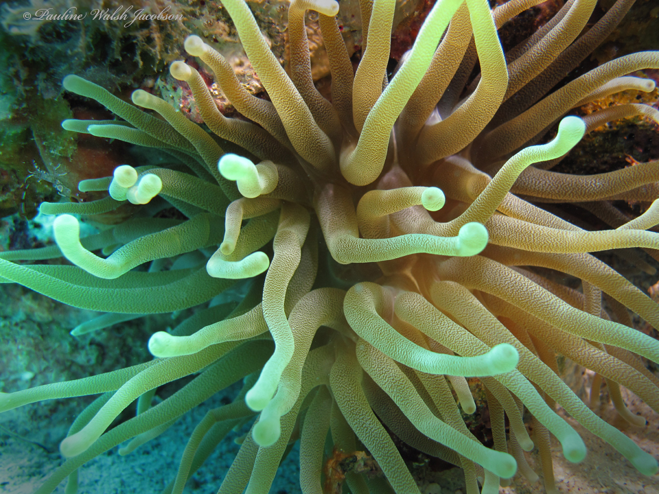 atlantic anemone, caribbean anemone, condy, condy anemone, florida pink-tipped anemone, giant anemone, giant caribbean anemone, giant carribean anemone, haitian pink-tipped anemone, karibische goldrose, pink-tipped anemone, purple-tipped anemone