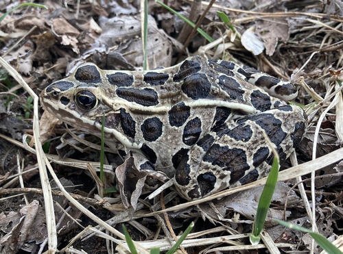 Northern Leopard Frog photographed in Iowa