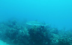 Carcharhinus perezii