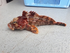 Hemilepidotus hemilepidotus