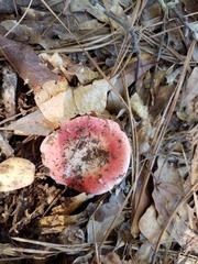 Russula flavisiccans