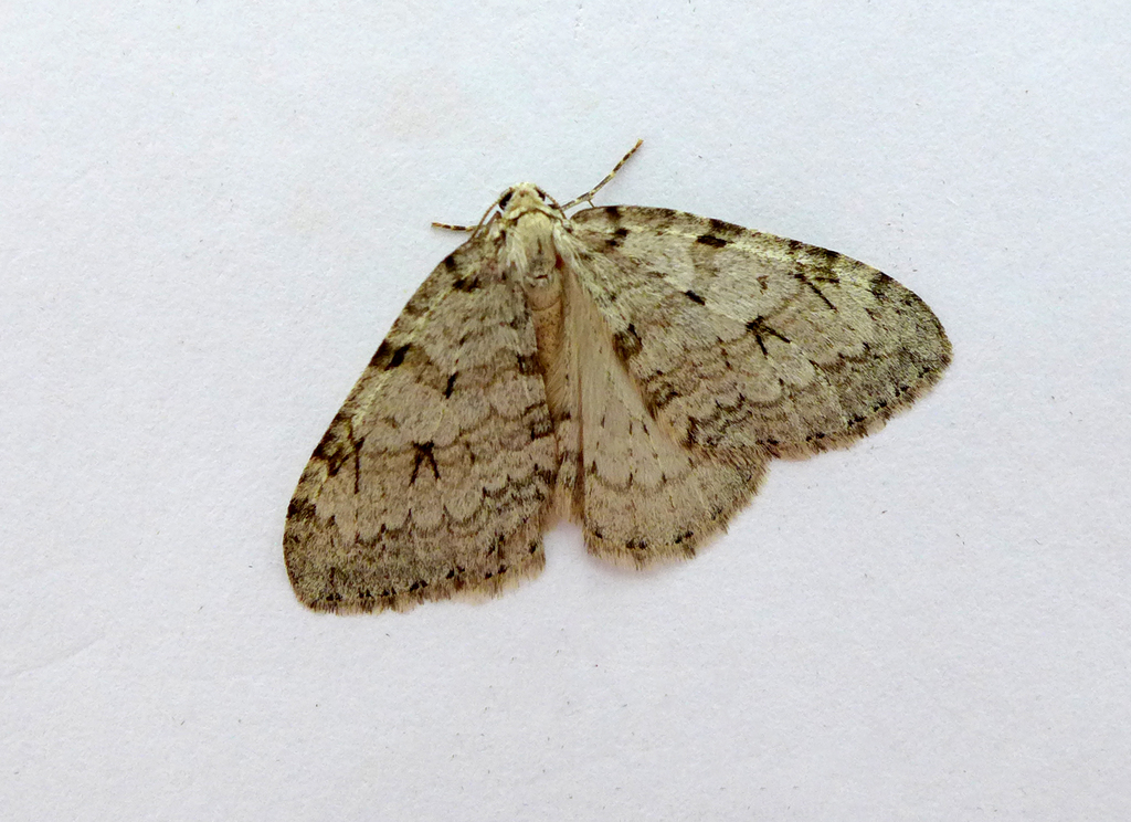 Pale November Moth