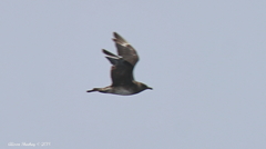 Stercorarius pomarinus