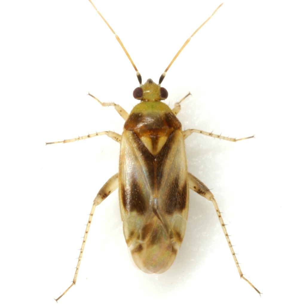 Sycamore plant bug