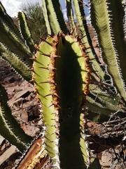 Euphorbia avasmontana image