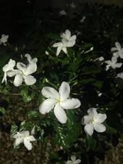 Plumeria tuberculata