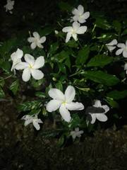 Plumeria tuberculata