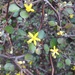 Corokia cotoneaster - Photo (c) gailtv, μερικά δικαιώματα διατηρούνται (CC BY-NC), uploaded by gailtv