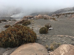 Andicolea colombiana