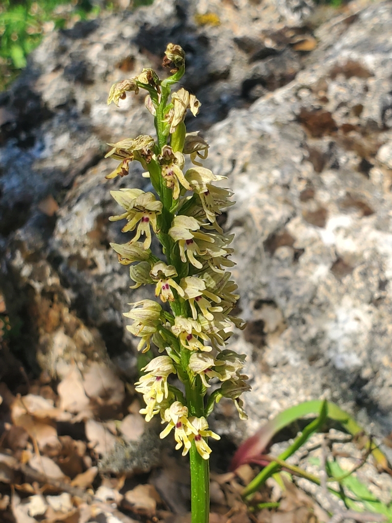 Orchis galilaea