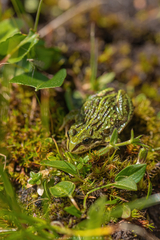 Plateau Frog photo 1