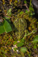 Plateau Frog photo 3