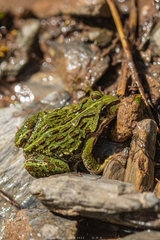 Plateau Frog photo 4