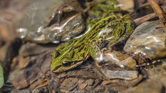 Plateau Frog photo 5