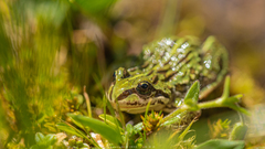Plateau Frog photo 2